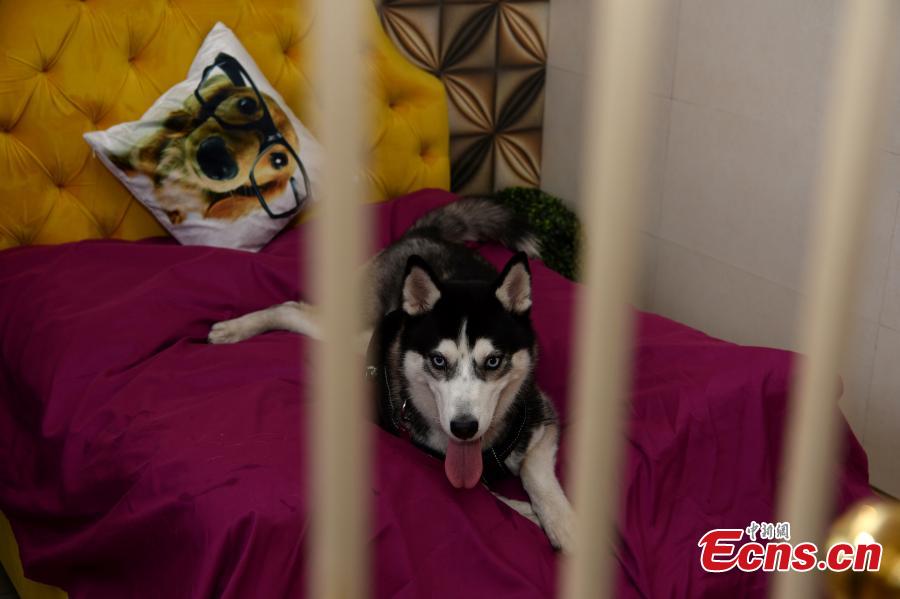 Luxury dog hotel in India features velvet beds, private balconies and spa(1/6)